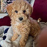Bella joined the competition — help win amazing prizes! puppy, dog, curly_fur, cute, pet, indoor, blanket, soft, brown, fur, face, eyes, nose, sitting, cozy, cushion, background, television, home, adorable