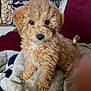 puppy, dog, curly_fur, cute, pet, indoor, blanket, soft, brown, fur, face, eyes, nose, sitting, cozy, cushion, background, television, home, adorable