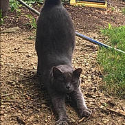 Trump joined the competition — help win amazing prizes! cat, gray_cat, stretching, tail_up, outdoor, garden, plants, gravel, dirt_path, greenery, potted_plants, pet, animal, feline, nature, sunlight, relaxed, claws_out, curious, daytime