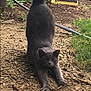 cat, gray_cat, stretching, tail_up, outdoor, garden, plants, gravel, dirt_path, greenery, potted_plants, pet, animal, feline, nature, sunlight, relaxed, claws_out, curious, daytime