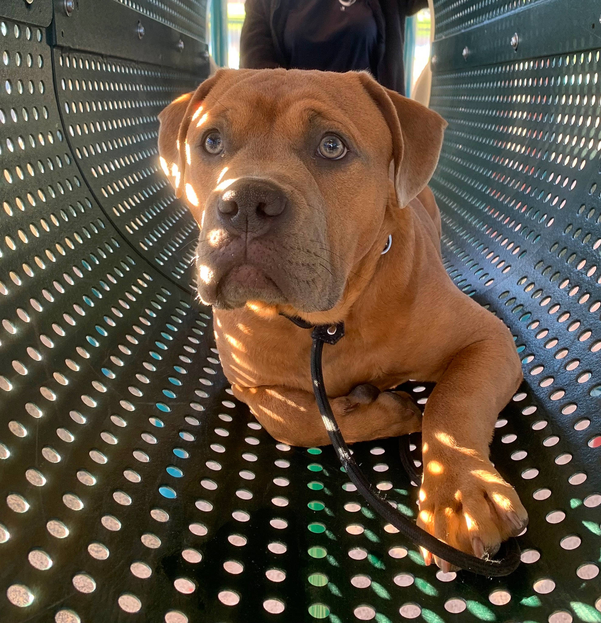 Biggie is registered to the contest to win money with this photo: animal_shelter, cage, carnivore, collar, companion_dog, dog, dog_breed, dog_collar, dog_supply, fawn, fur, liver, mesh, molosser, pattern, pet_supply, snout, sporting_group, working_animal, working_dog