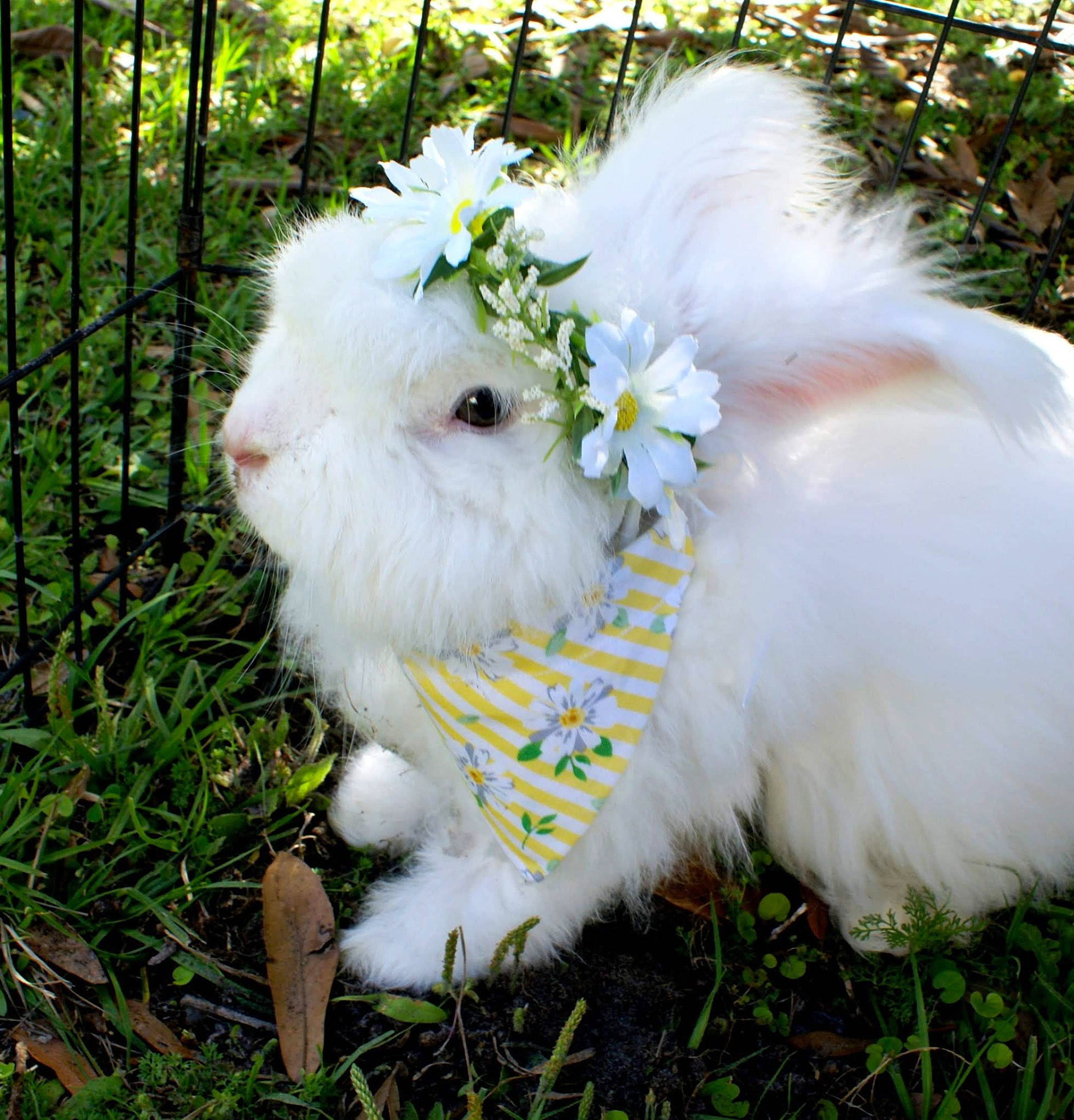 Blizzard joined the competition — help win amazing prizes! angora_rabbit, domestic_rabbit, fur, grass, plant, rabbit, rabbits_and_hares