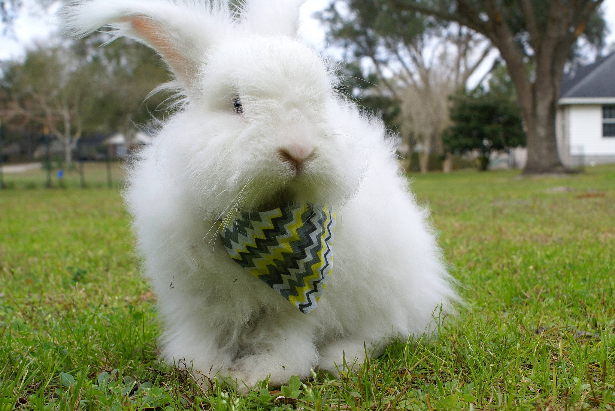 Blizzard joined the competition — help win amazing prizes! angora_rabbit, domestic_rabbit, easter_bunny, grass, hare, rabbit, rabbits_and_hares, whiskers