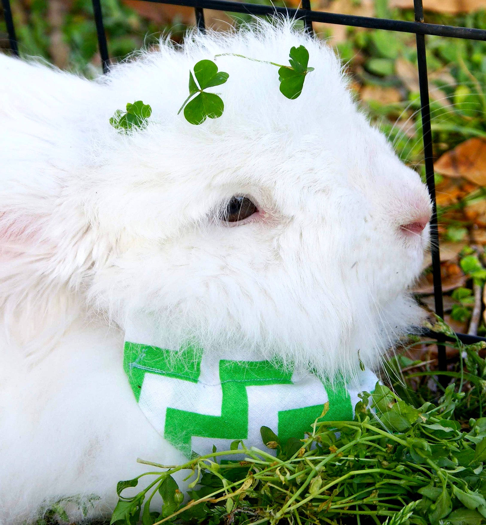 Blizzard joined the competition — help win amazing prizes! angora_rabbit, domestic_rabbit, grass, rabbit, rabbits_and_hares