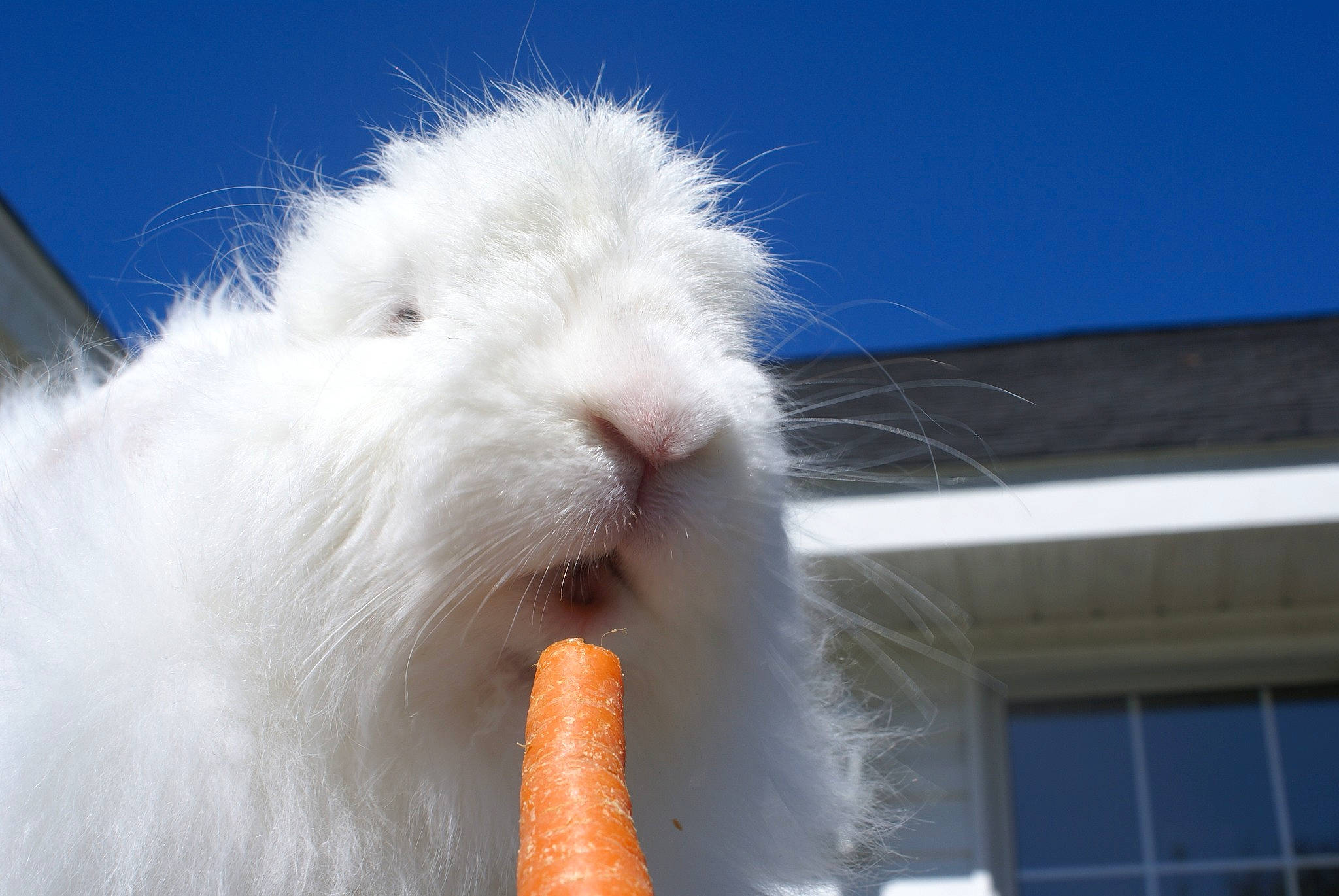 Blizzard is registered to the contest to win money with this photo: cat, felidae, nose, rabbit, rabbits_and_hares, sky, snout, tail, whiskers