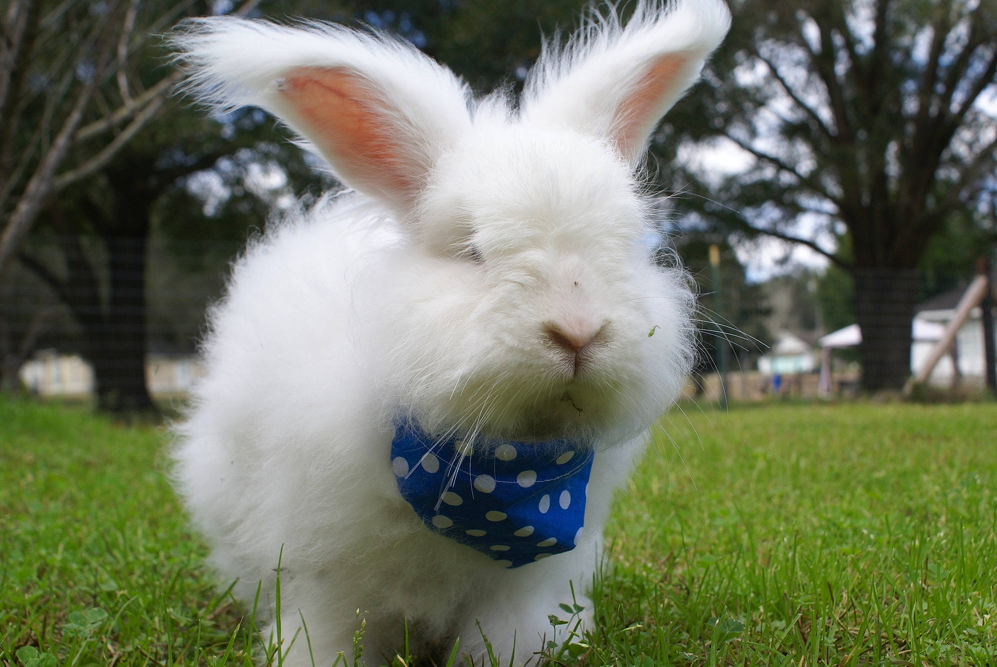 Blizzard is registered to the contest to win money with this photo: domestic_rabbit, ear, easter_bunny, grass, hare, plant, rabbit, rabbits_and_hares, whiskers
