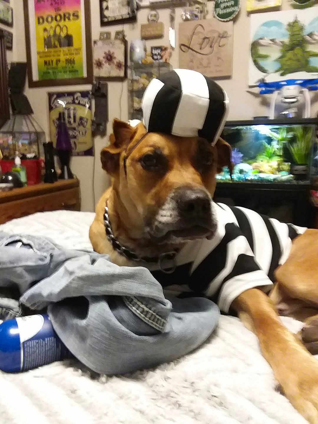Bruno