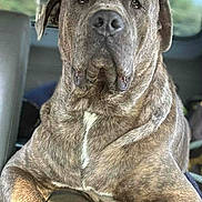 Caesar joined the competition — help win amazing prizes! dog, brindle, canine, pet, animal, inside, vehicle, car, seat, portrait, closeup, fur, paw, relaxed, looking, ears, snout, daylight, window, resting