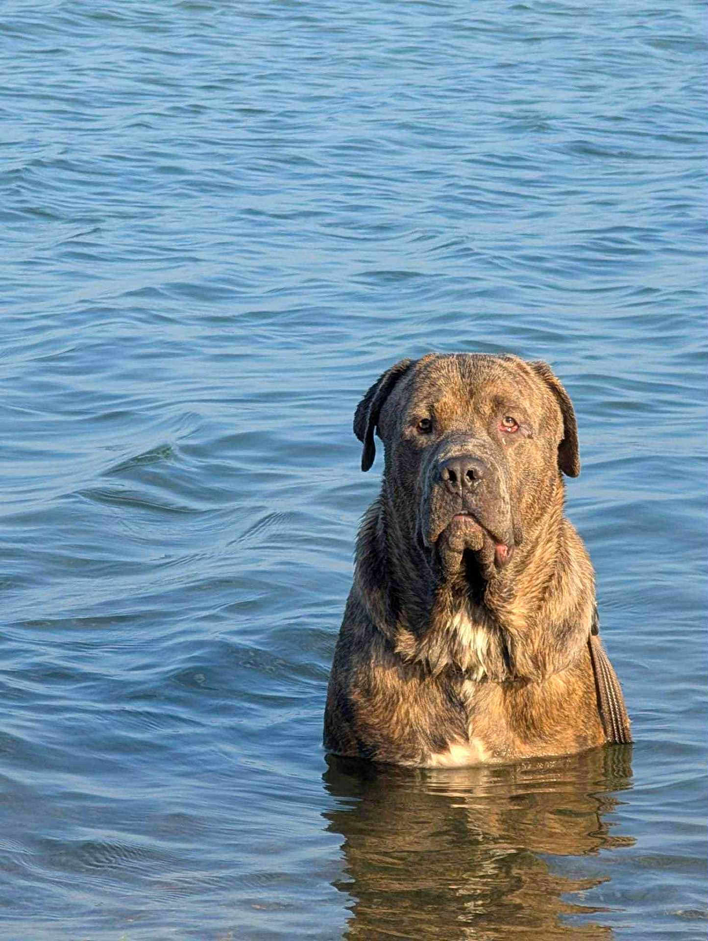 Caesar joined the competition — help win amazing prizes! dog, water, animal, canine, wet, outdoor, lake, reflection, pets, mammal, nature, serious, brown, fur, calm, standing, portrait, summer, daytime, ripples