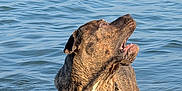 Caesar joined the competition — help win amazing prizes! dog, water, wet_dog, animal, canine, outdoor, lake, pet, mammal, fur, looking_up, playing, nature, summer, daylight, water_surface, collar, active, happy, animal_portrait