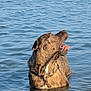 dog, water, wet_dog, animal, canine, outdoor, lake, pet, mammal, fur, looking_up, playing, nature, summer, daylight, water_surface, collar, active, happy, animal_portrait