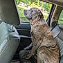 Caesar joined the competition — help win amazing prizes! dog, brindle, car_interior, backseat, window, leather_seat, pet, canine, domestic_animal, side_view, calm, looking_out, daytime, vehicle, seatbelt, nature_outside, greenery, house, relaxed, fur