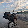 Caesar is registered to the contest to win money with this photo: dog, beach, water, shoreline, sand, clouds, sky, sunset, outdoor, nature, animal, walking, canine, landscape, coast, waves, twilight, collar, daytime, scenery