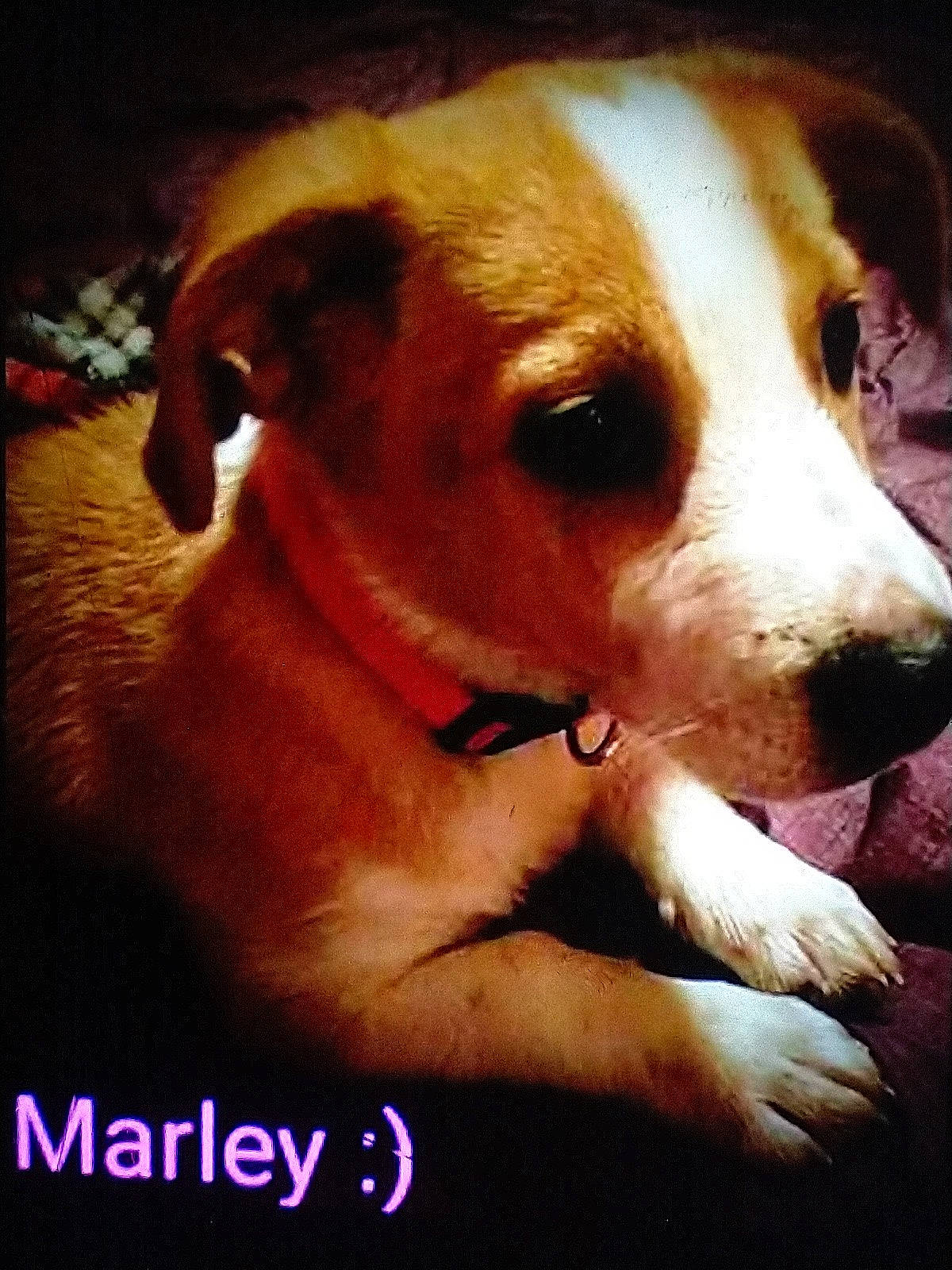 Marley is registered to the contest to win money with this photo: ancient_dog_breeds, canidae, carnivore, companion_dog, dog, dog_breed, fawn, fur, non_sporting_group, photo_caption, puppy, snout, sporting_group, terrestrial_animal, whiskers, working_animal