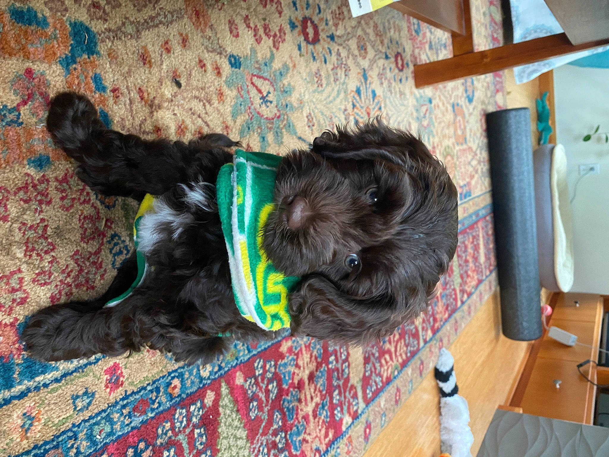 Tula is registered to the contest to win money with this photo: canidae, carnivore, collar, comfort, companion_dog, dog, dog_breed, dog_collar, dog_supply, flooring, fur, hardwood, pet_supply, sporting_group, tail, terrier, toy_dog, water_dog, wood, working_animal