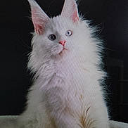 Neige a rejoint le concours — aidez-le/la à gagner de superbes lots ! cat, white_cat, fluffy, heterochromia, blue_eye, green_eye, pet, feline, portrait, sitting, indoor, fur, whiskers, animal, cute, curious, majestic, closeup, soft_light, dark_background