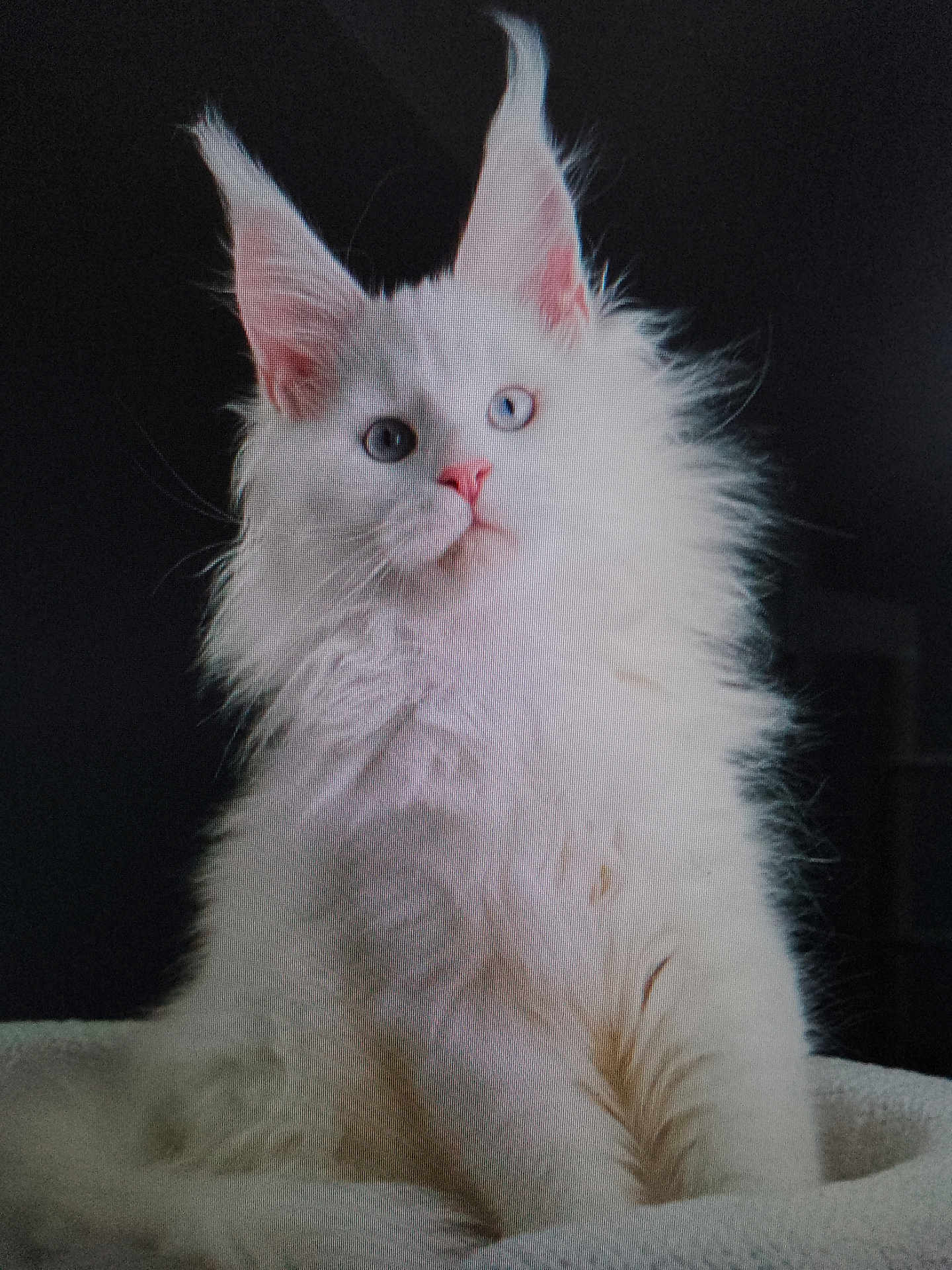 Neige a rejoint le concours — aidez-le/la à gagner de superbes lots ! cat, white_cat, fluffy, heterochromia, blue_eye, green_eye, pet, feline, portrait, sitting, indoor, fur, whiskers, animal, cute, curious, majestic, closeup, soft_light, dark_background