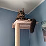 cat, tabby_cat, blue_eyes, cat_tree, indoor, pet, feline, lounging, fur, whiskers, tail, corner, wall, ceiling, post, scratching_post, household, relaxed, looking_away, domestic_animal