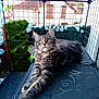 Océane participe au concours pour gagner de l'argent avec cette photo : cat, blue_eyes, fluffy, lounging, wire_enclosure, outdoor, house, greenery, patterned_surface, relaxed, pet, animal, feline, whiskers, ears, fur, daylight, balcony, window, cage
