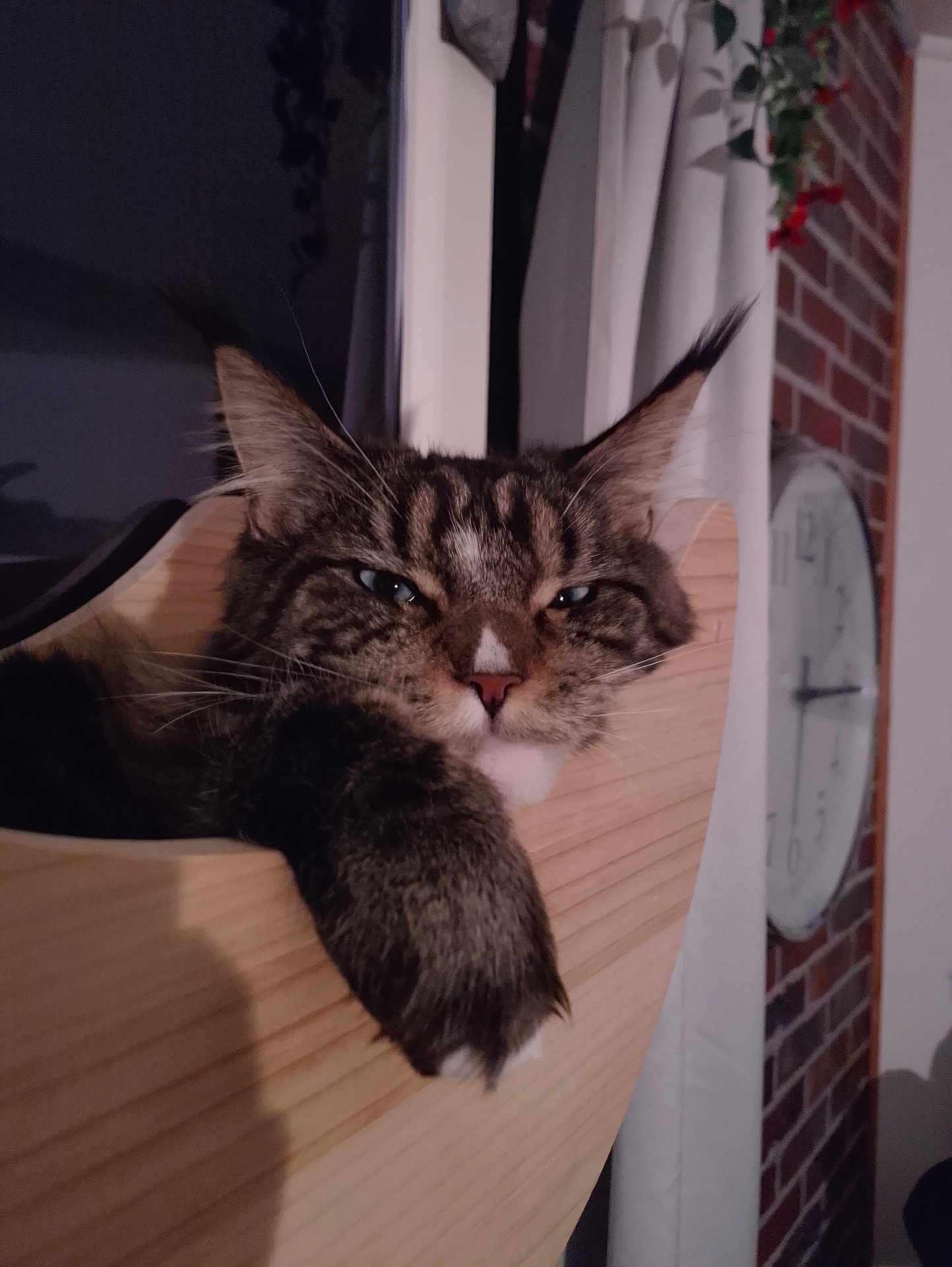 Océane a rejoint le concours — aidez-le/la à gagner de superbes lots ! cat, tabby, paw, wooden_ledge, indoor, clock, brick_wall, curtain, relaxed, sleepy, pet, animal, feline, closeup, whiskers, ears, face, fur, domestic_cat, home