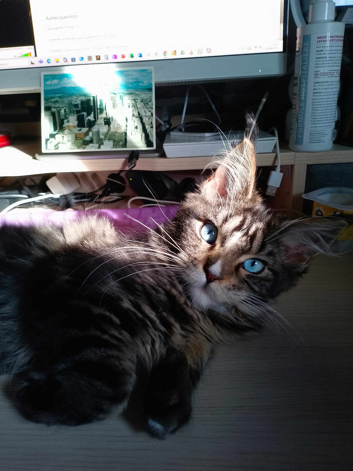 Océane participe au concours pour gagner de l'argent avec cette photo : kitten, cat, blue_eyes, tabby, fur, whiskers, ear, sunlight, desk, computer, monitor, keyboard, cables, postcard, container, indoor, pet, feline, close_up, animal