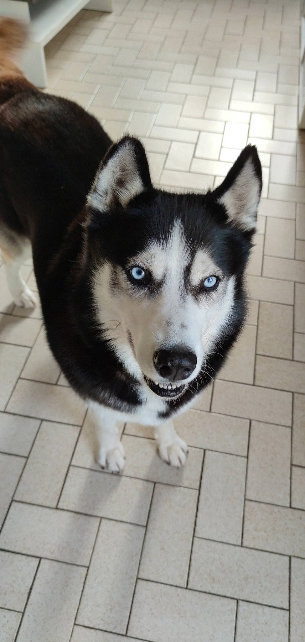 Maïka a rejoint le concours — aidez-le/la à gagner de superbes lots ! canidae, canis, carnivore, companion_dog, dog, dog_breed, eye, flooring, fur, head, human_body, iris, jaw, siberian_husky, sled_dog, snout, sporting_group, terrestrial_animal, whiskers, working_dog