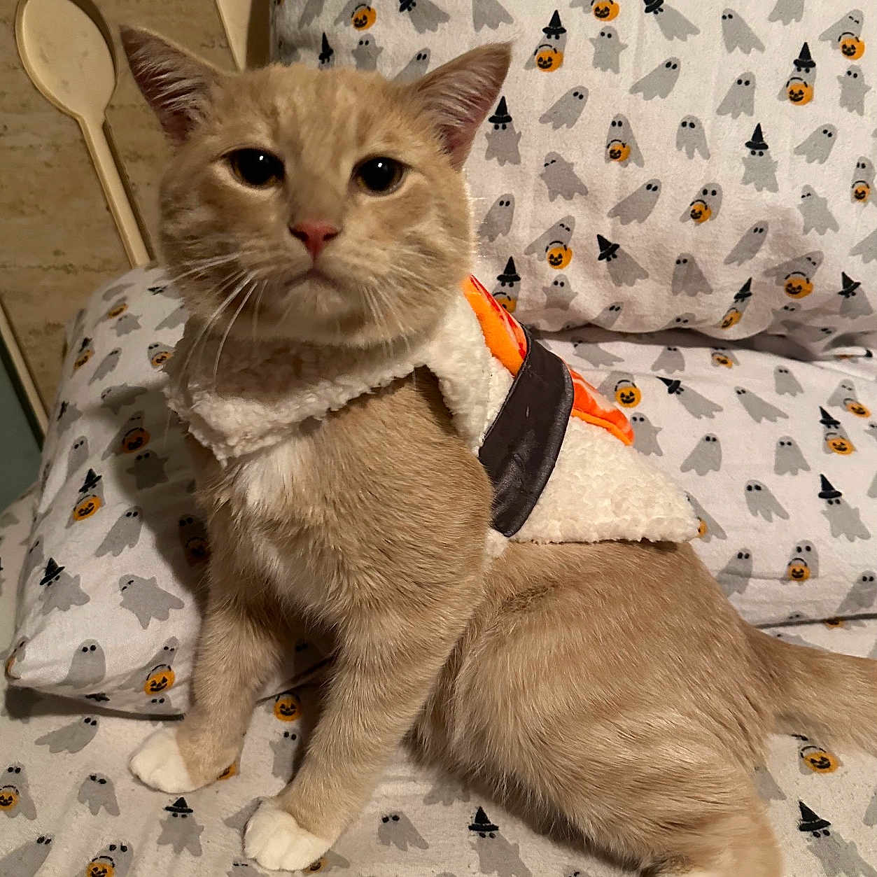 Moonee joined the competition — help win amazing prizes! alert_expression, bedding, cat, close_up, costume, cream_fur, cute, fabric, feline, front_legs, ghost_pattern, halloween, indoor, paws, pet, pillow, sitting, tail, tan_fur, whiskers