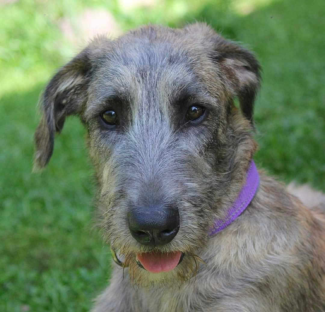Lily joined the competition — help win amazing prizes! dog, canine, pet, portrait, close_up, fur, collar, outdoor, grass, tongue, cute, animal, muzzle, ears, friendly, brown, expression, nature, young_dog, scruffy
