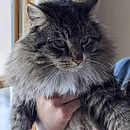 Princess is registered to the contest to win money with this photo: cat, tabby, fluffy_fur, pet, indoor, animal, mammal, whiskers, ears, face, fur, closeup, portrait, domestic_cat, hand, holding, cute, feline, expression, soft_light