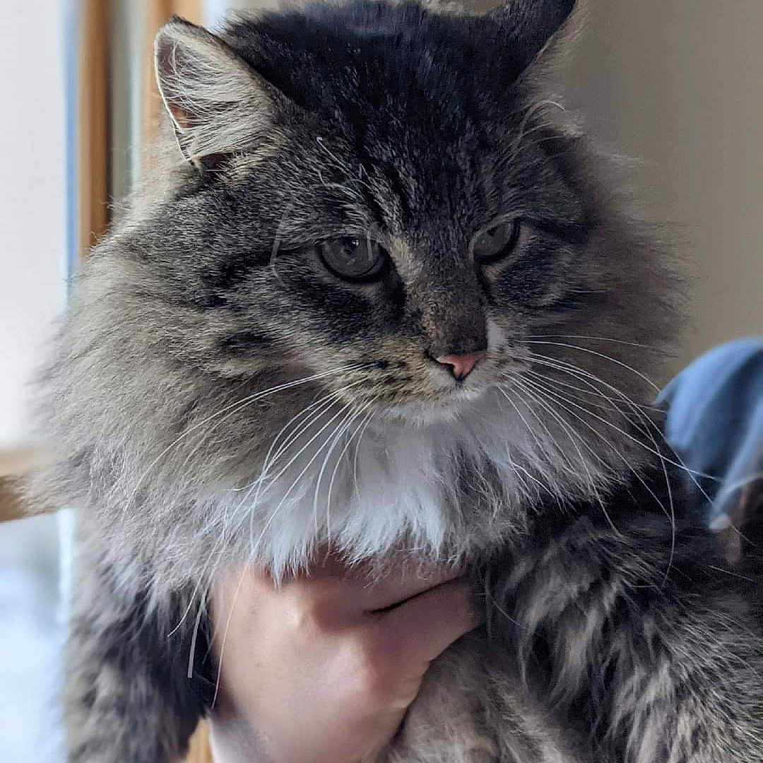 Princess is registered to the contest to win money with this photo: animal, cat, closeup, cute, domestic_cat, ears, expression, face, feline, fluffy_fur, fur, hand, holding, indoor, mammal, pet, portrait, soft_light, tabby, whiskers