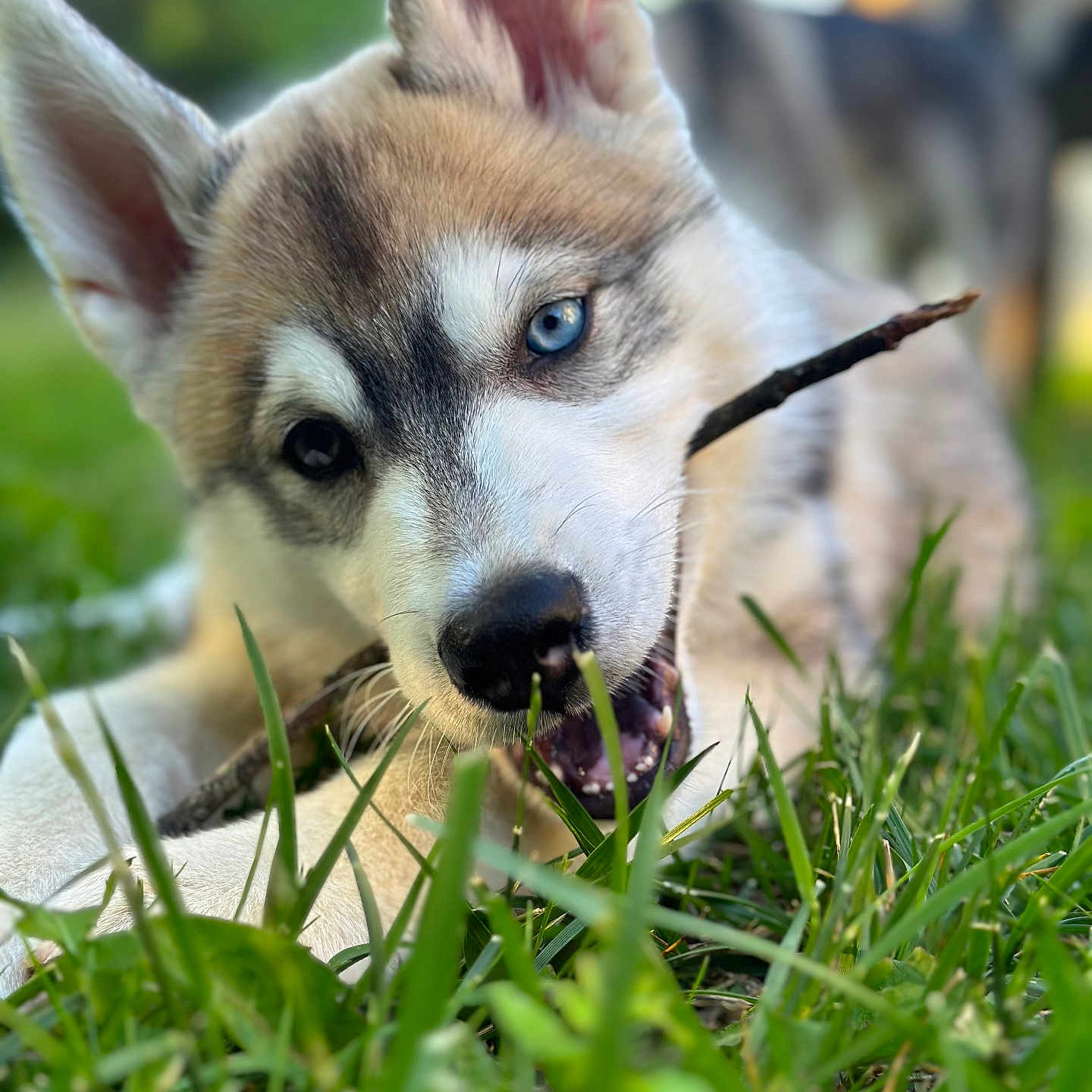 Storm joined the competition — help win amazing prizes! alloywheel, animal, bodypart, canine, car, carwheel, dog, eskimodog, grass, hound, husky, lawn, machine, mouth, person, pet, plant, puppy, snout, whitedog