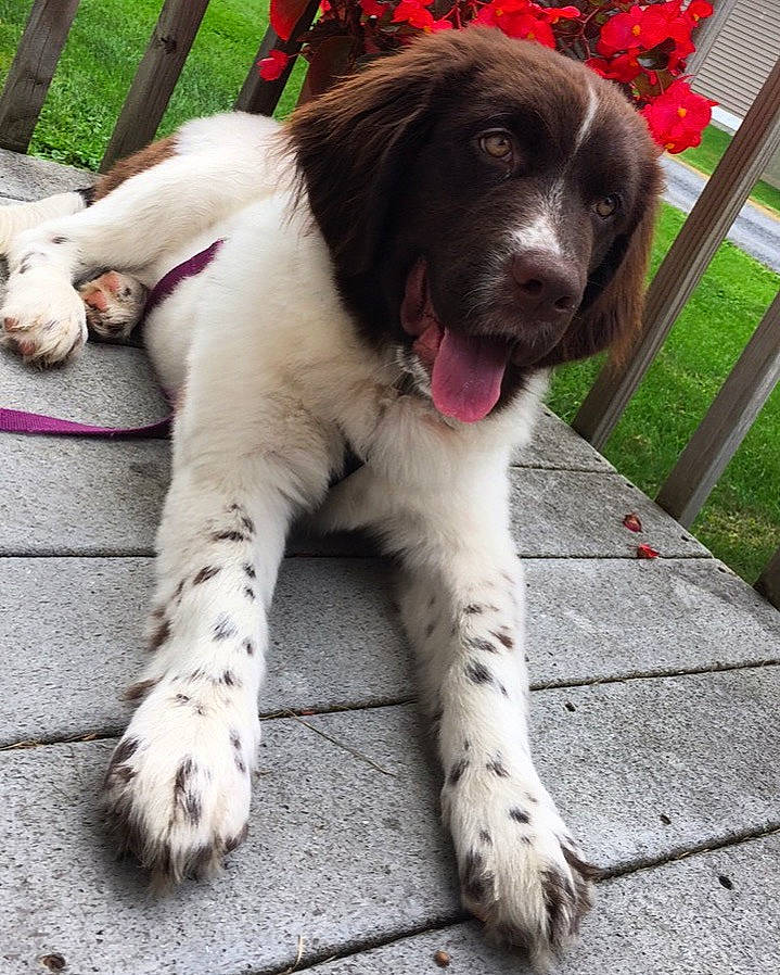 Brandi joined the competition — help win amazing prizes! carnivore, chair, companion_dog, dog, dog_breed, fawn, fence, foot, fur, grass, gun_dog, liver, paw, plant, sporting_group, tail, terrestrial_animal, whiskers, working_animal, working_dog