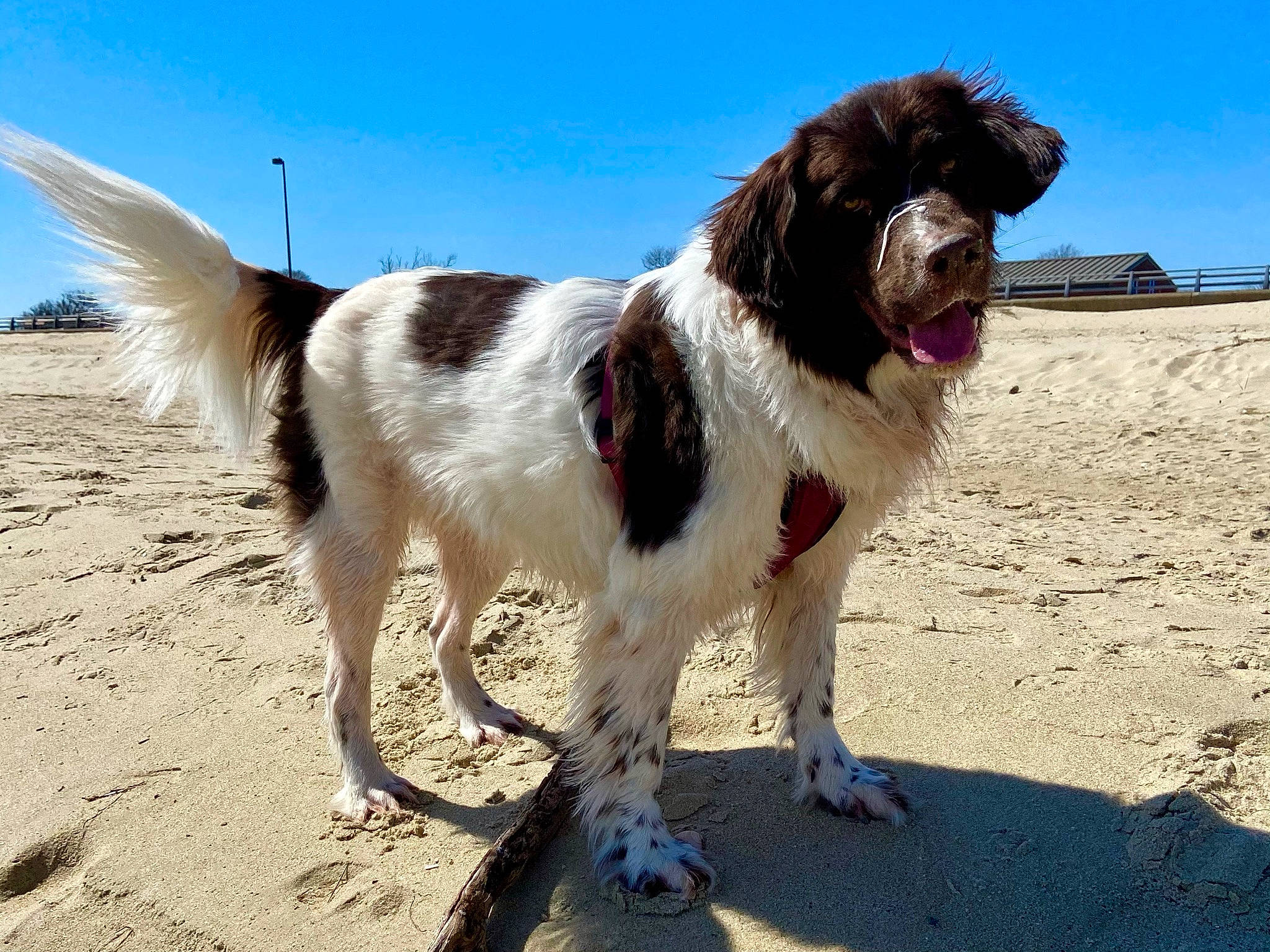 Brandi joined the competition — help win amazing prizes! beach, carnivore, collar, companion_dog, dog, dog_breed, fur, giant_dog_breed, gun_dog, landscape, liver, sky, sporting_group, working_dog