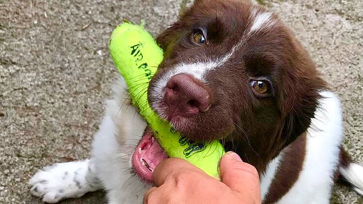 Brandi is registered to the contest to win money with this photo: borador, canidae, carnivore, collar, companion_dog, dog, dog_breed, dog_collar, football, fur, gun_dog, liver, pointing_breed, retriever, snout, spaniel, sporting_group, tennis_ball, whiskers, working_animal