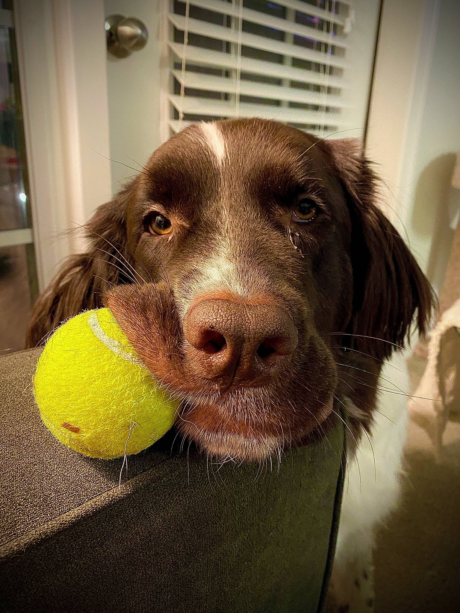 Brandi is registered to the contest to win money with this photo: canidae, carnivore, companion_dog, dog, dog_breed, dog_collar, ear, fur, gun_dog, hat, labrador_retriever, liver, pet_supply, pointing_breed, retriever, spaniel, sporting_group, tennis_ball, whiskers, working_animal