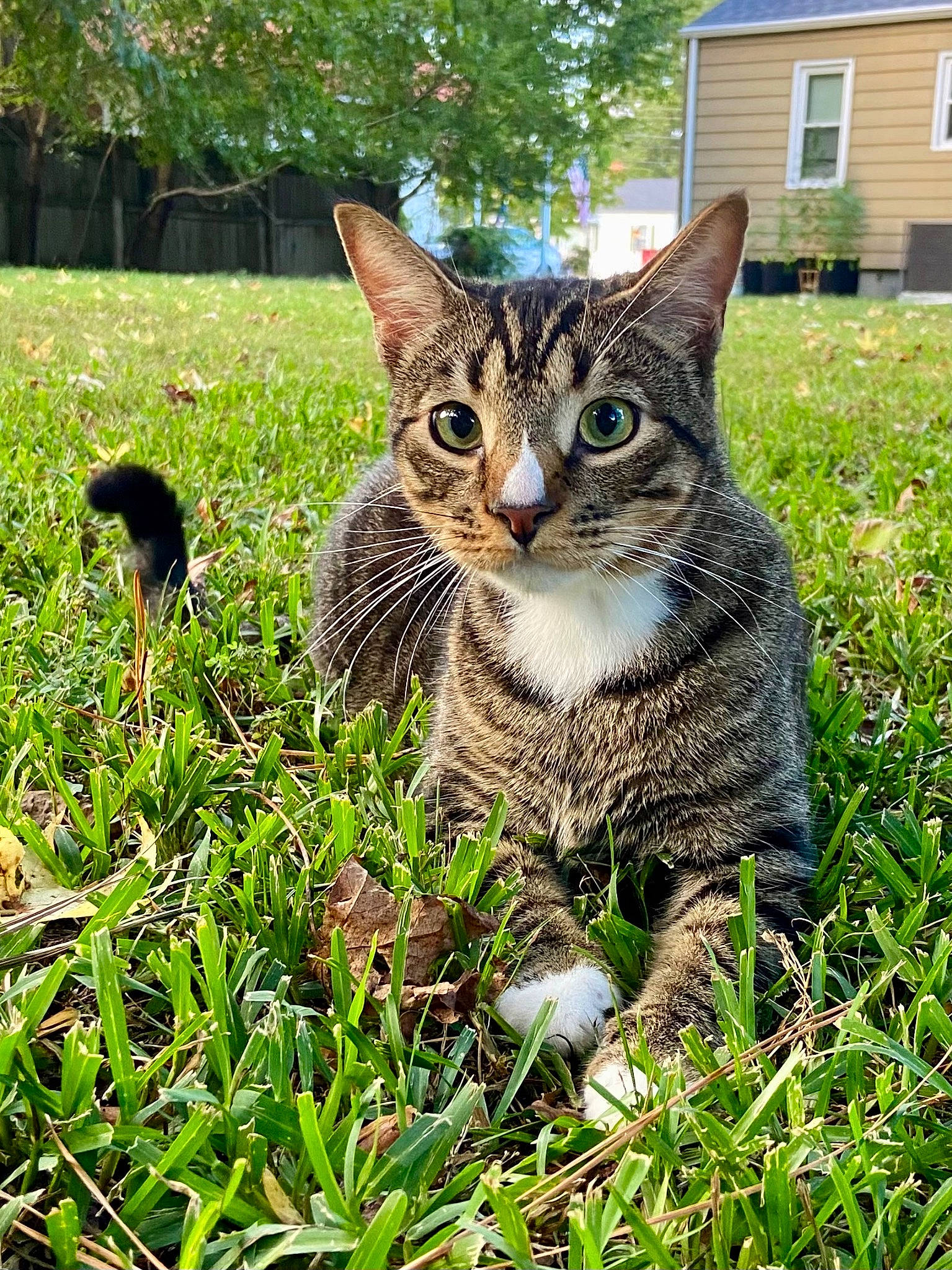 Aang joined the competition — help win amazing prizes! building, carnivore, cat, domestic_short_haired_cat, felidae, fur, garden, grass, grass_family, groundcover, plant, sitting, small_to_medium_sized_cats, snout, tail, terrestrial_animal, tree, whiskers, wildlife, window