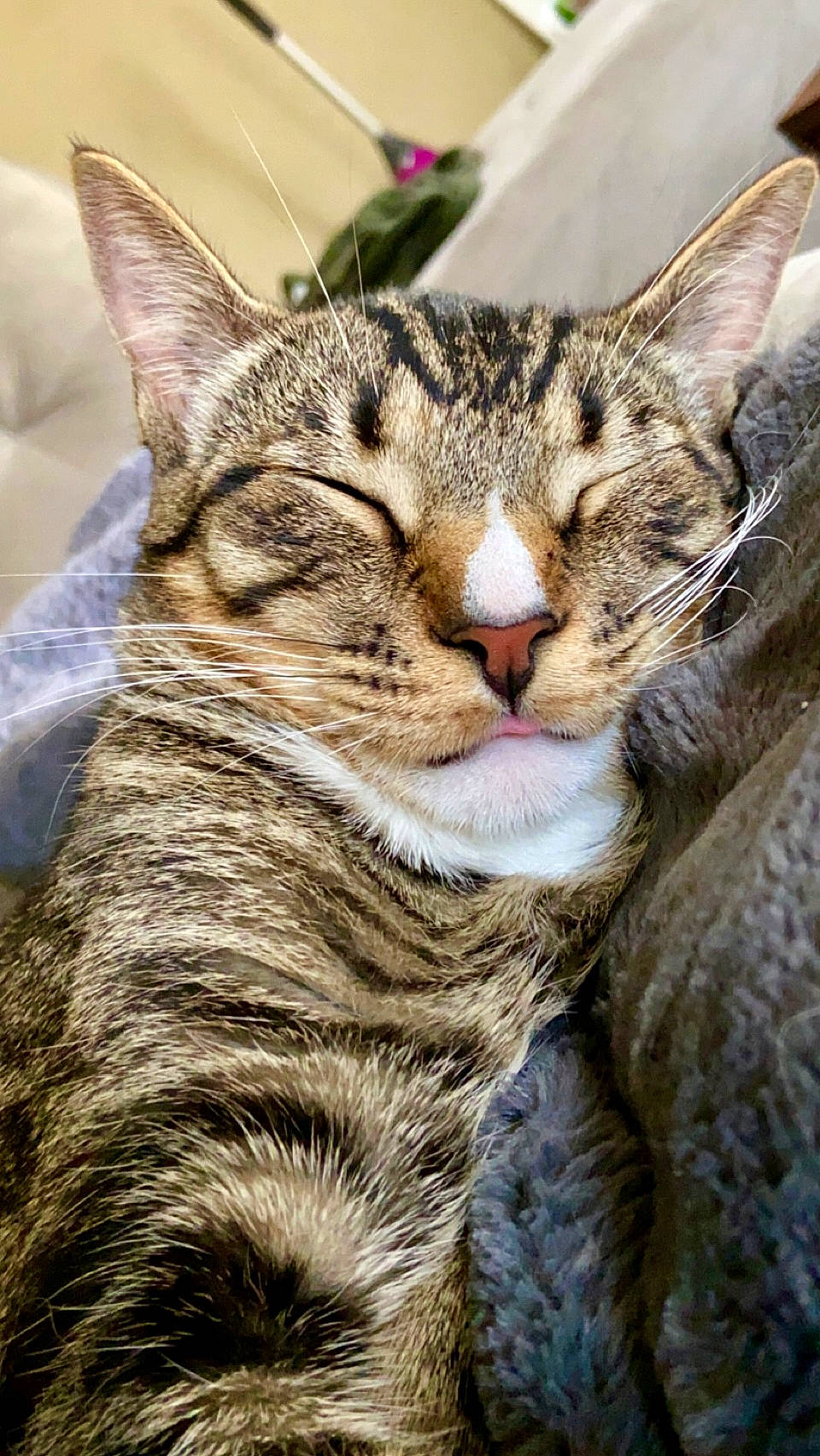 Aang joined the competition — help win amazing prizes! carnivore, cat, claw, close_up, domestic_short_haired_cat, felidae, fur, grass, paw, small_to_medium_sized_cats, snout, terrestrial_animal, tree, whiskers, wildlife