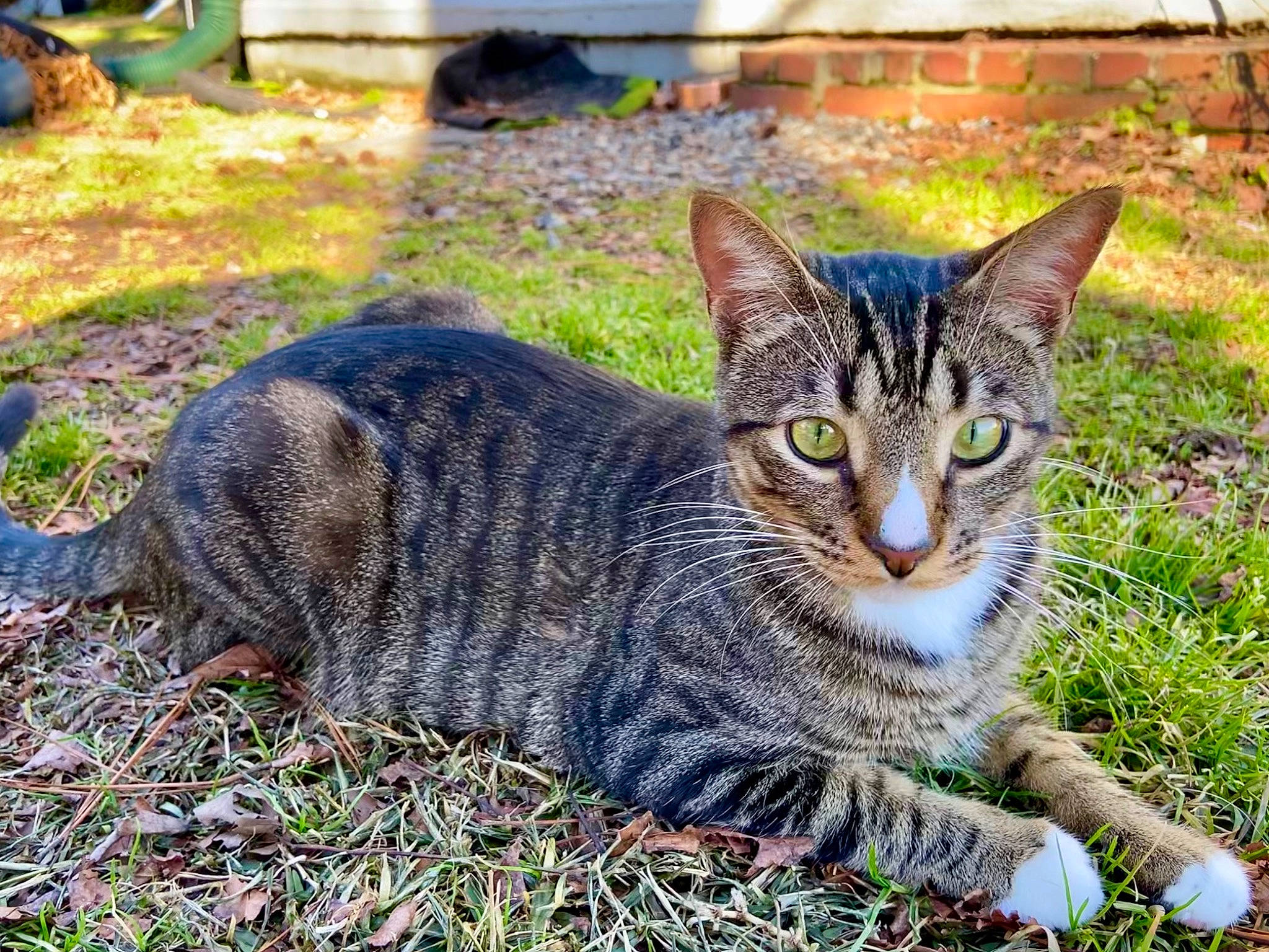 Aang is registered to the contest to win money with this photo: art, carnivore, cat, domestic_short_haired_cat, felidae, fur, garden, grass, groundcover, paw, plant, sitting, small_to_medium_sized_cats, snout, soil, tail, terrestrial_animal, tree, whiskers, wildlife