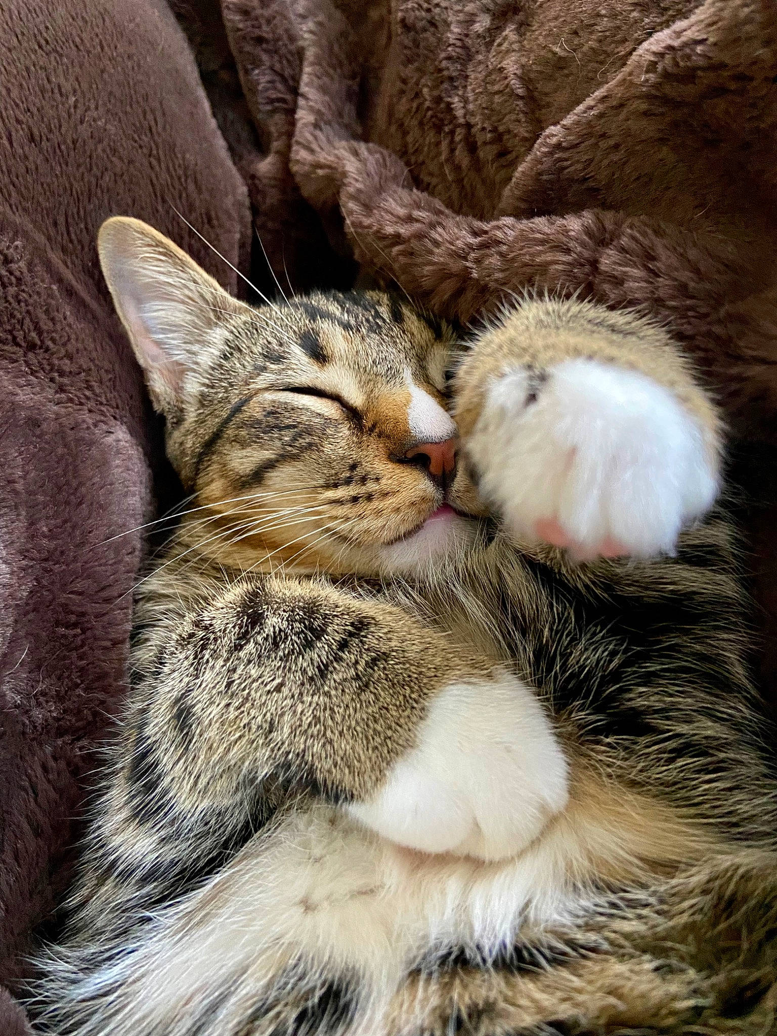 Aang joined the competition — help win amazing prizes! carnivore, cat, claw, comfort, domestic_short_haired_cat, felidae, fur, grass, nap, paw, sleep, small_to_medium_sized_cats, snout, tail, terrestrial_animal, whiskers, wildlife