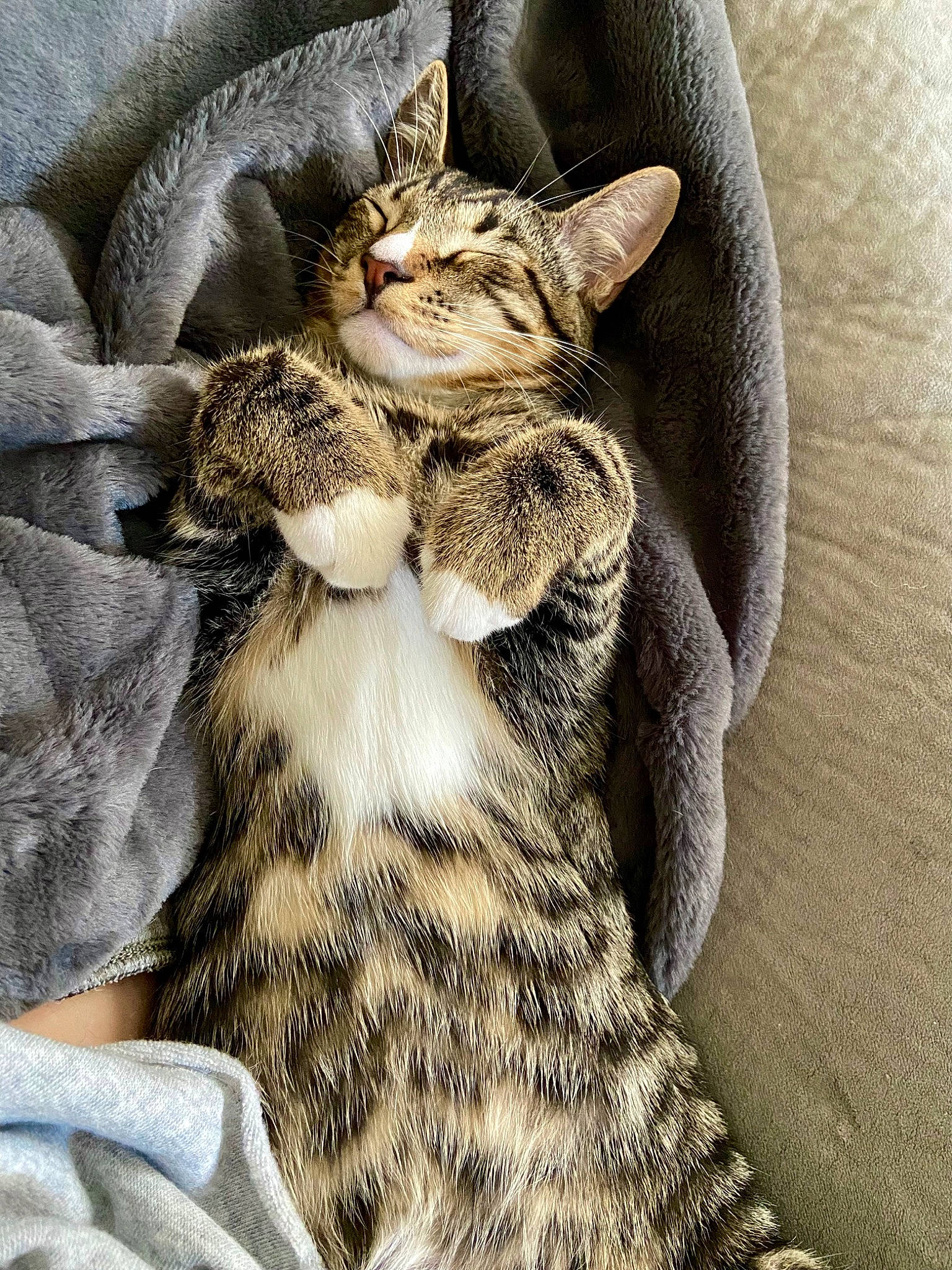 Aang joined the competition — help win amazing prizes! carnivore, cat, claw, comfort, domestic_short_haired_cat, fawn, felidae, fur, grey, linens, nap, pattern, paw, small_to_medium_sized_cats, snout, tail, terrestrial_animal, whiskers, wildlife, woven_fabric