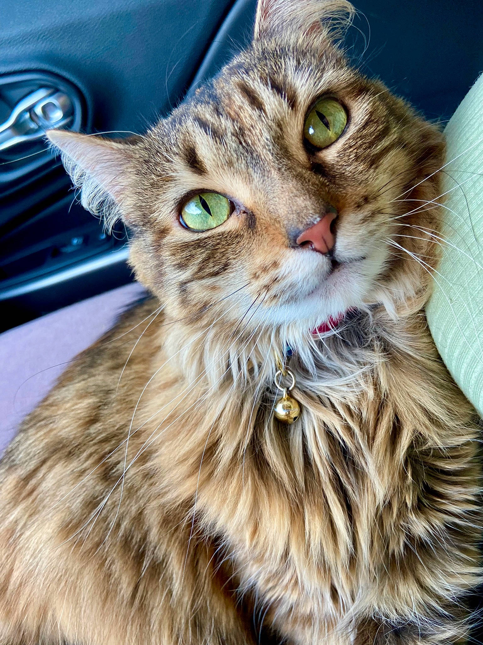 Remi joined the competition — help win amazing prizes! carnivore, cat, claw, close_up, domestic_short_haired_cat, fawn, felidae, fur, grass, iris, maine_coon, small_to_medium_sized_cats, snout, terrestrial_animal, whiskers, wildlife