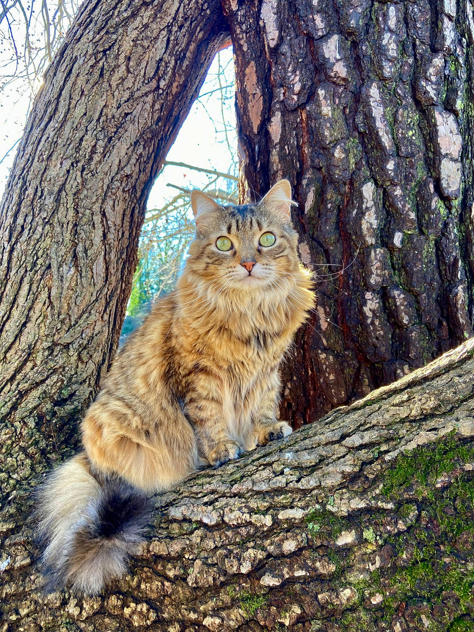 Remi is registered to the contest to win money with this photo: branch, carnivore, cat, domestic_short_haired_cat, fawn, felidae, forest, fur, grass, plant, sky, small_to_medium_sized_cats, snout, tail, terrestrial_animal, tree, trunk, twig, whiskers, wood