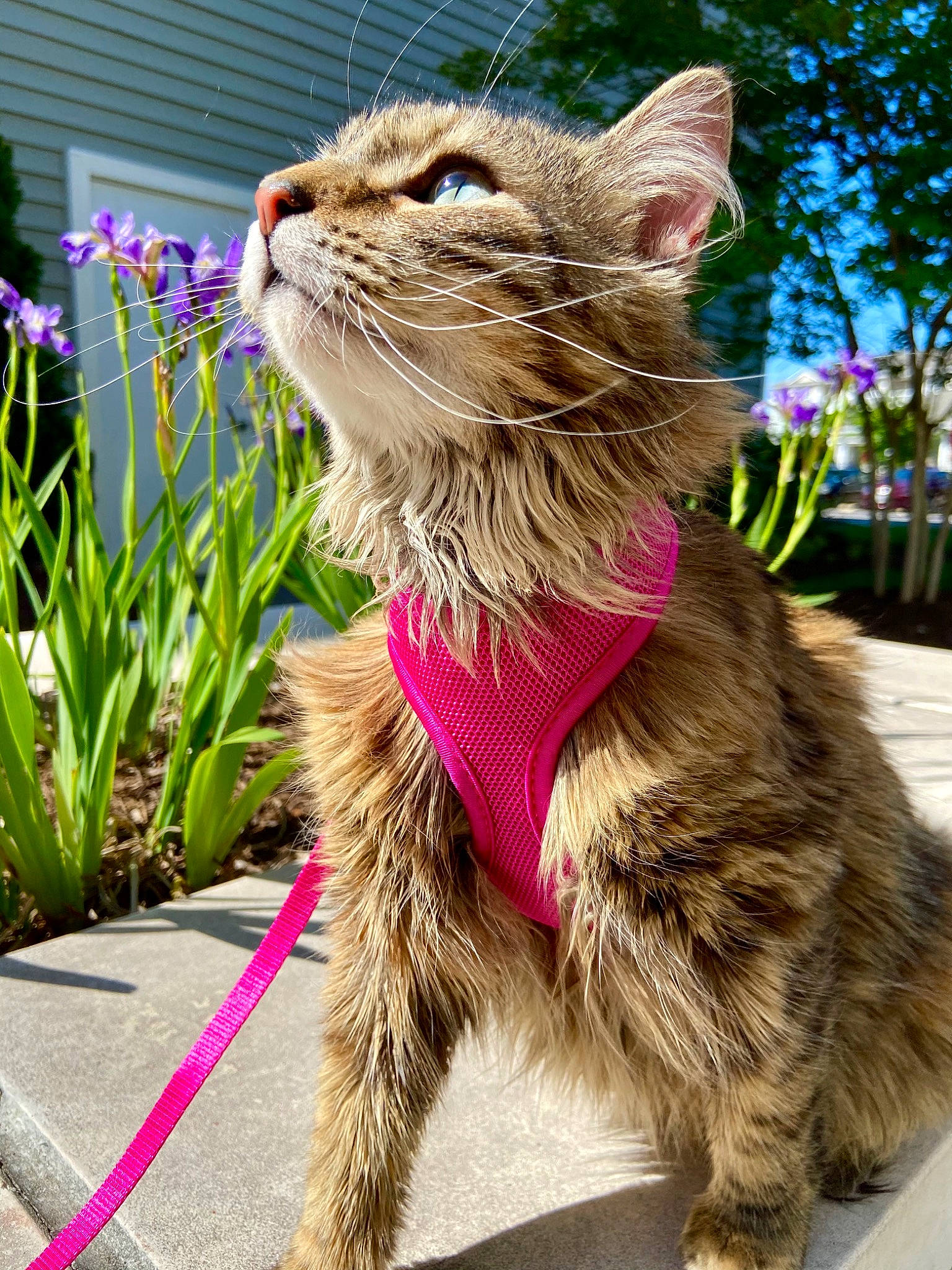 Remi is registered to the contest to win money with this photo: annual_plant, carnivore, cat, collar, dog_collar, domestic_short_haired_cat, fawn, felidae, flower, fur, grass, leash, paw, pet_supply, plant, small_to_medium_sized_cats, snout, tail, terrestrial_animal, whiskers