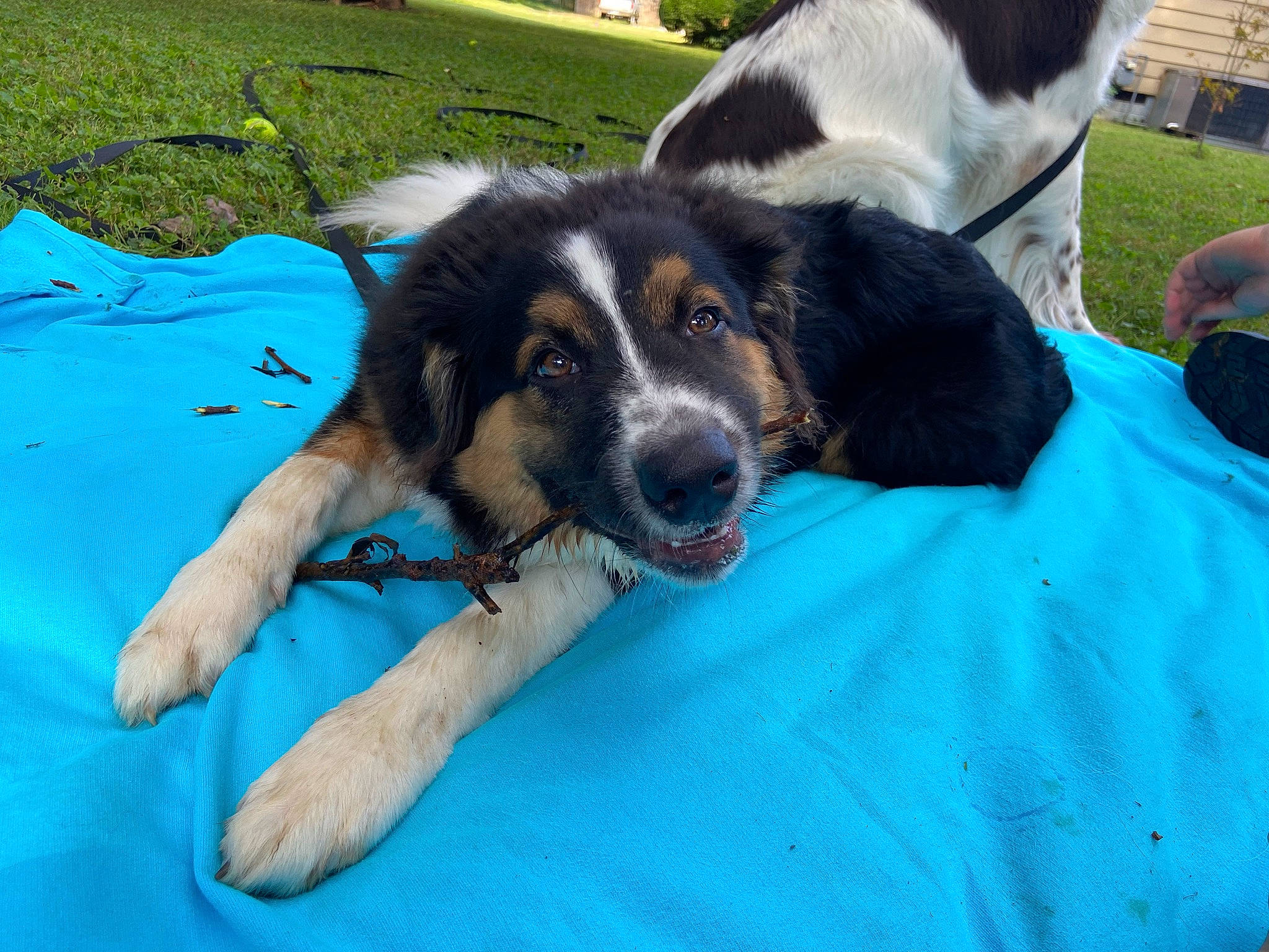 Finley joined the competition — help win amazing prizes! bored, carnivore, companion_dog, dog, dog_breed, grass, green, herding_dog, leisure, plant, sporting_group, terrestrial_animal, working_animal, working_dog