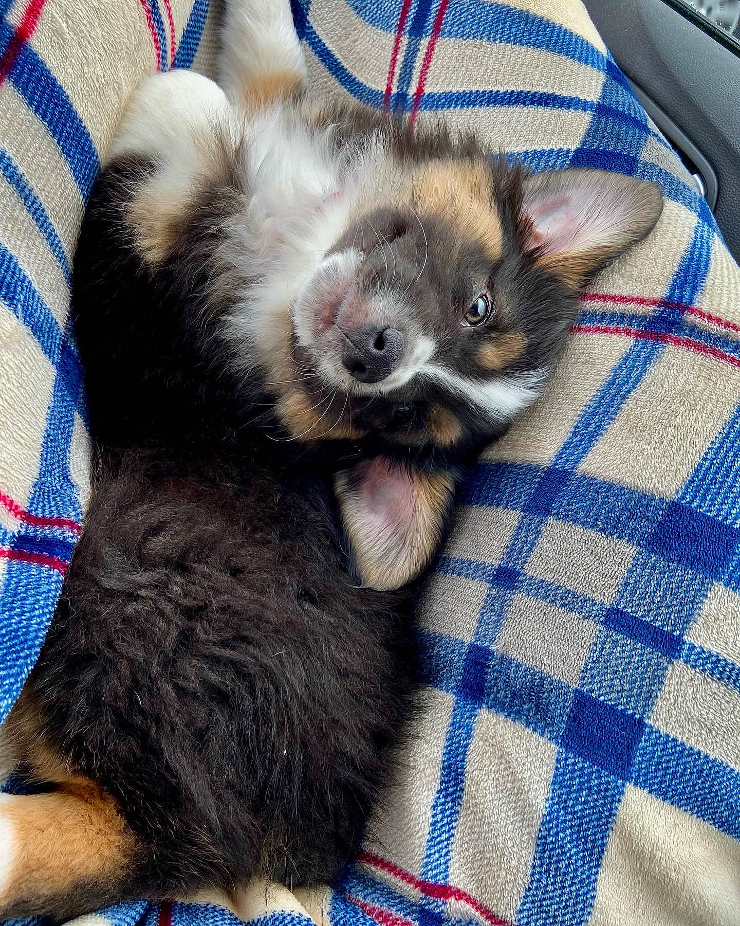 Finley joined the competition — help win amazing prizes! blue, canidae, carnivore, comfort, companion_dog, dog_breed, domestic_short_haired_cat, electric_blue, fawn, felidae, foot, fur, paw, plaid, small_to_medium_sized_cats, snout, sporting_group, tail, tartan, whiskers