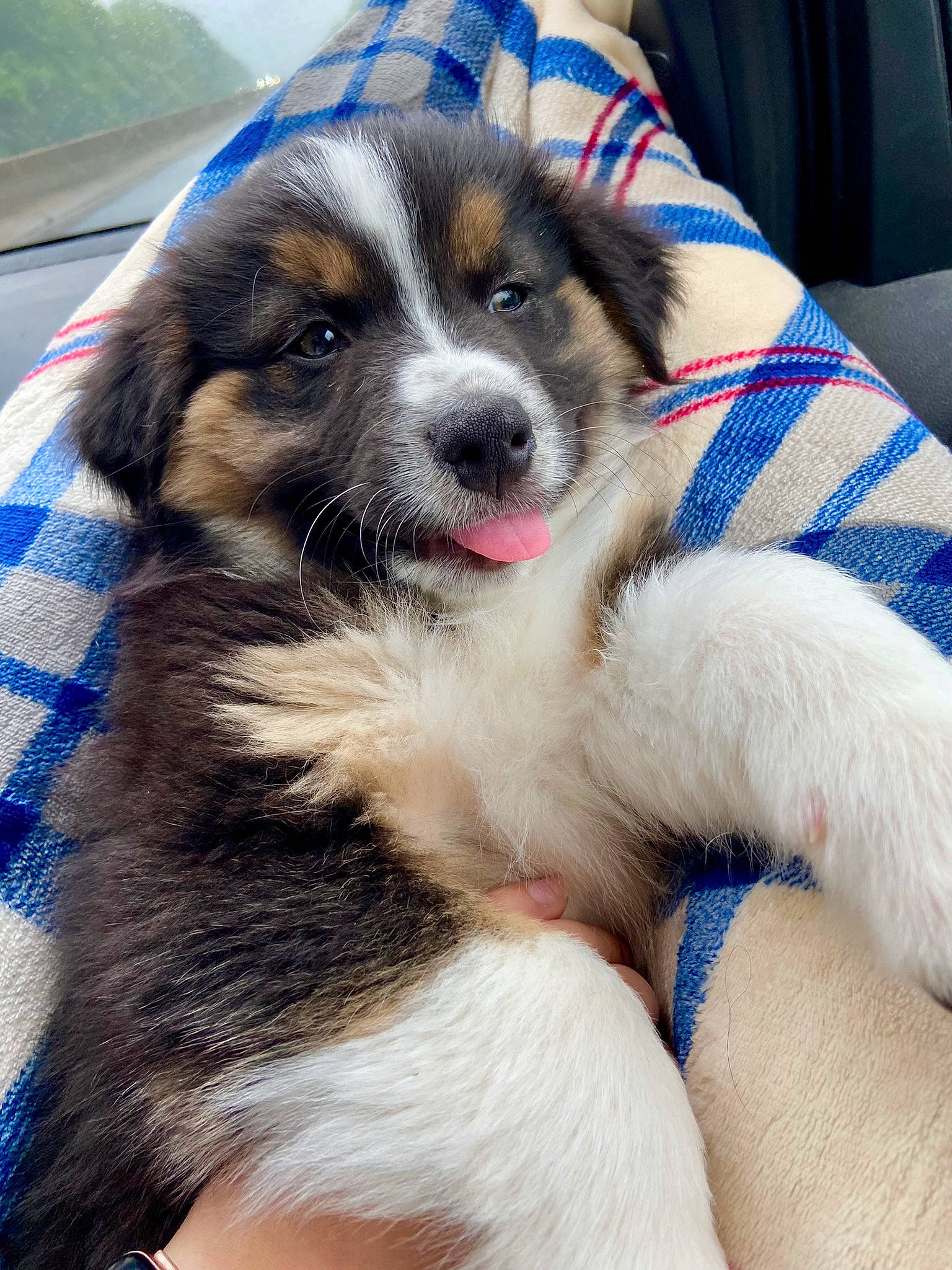 Finley is registered to the contest to win money with this photo: blue, carnivore, comfort, companion_dog, dog, dog_breed, foot, fur, snout, sporting_group, texas_heeler, working_dog