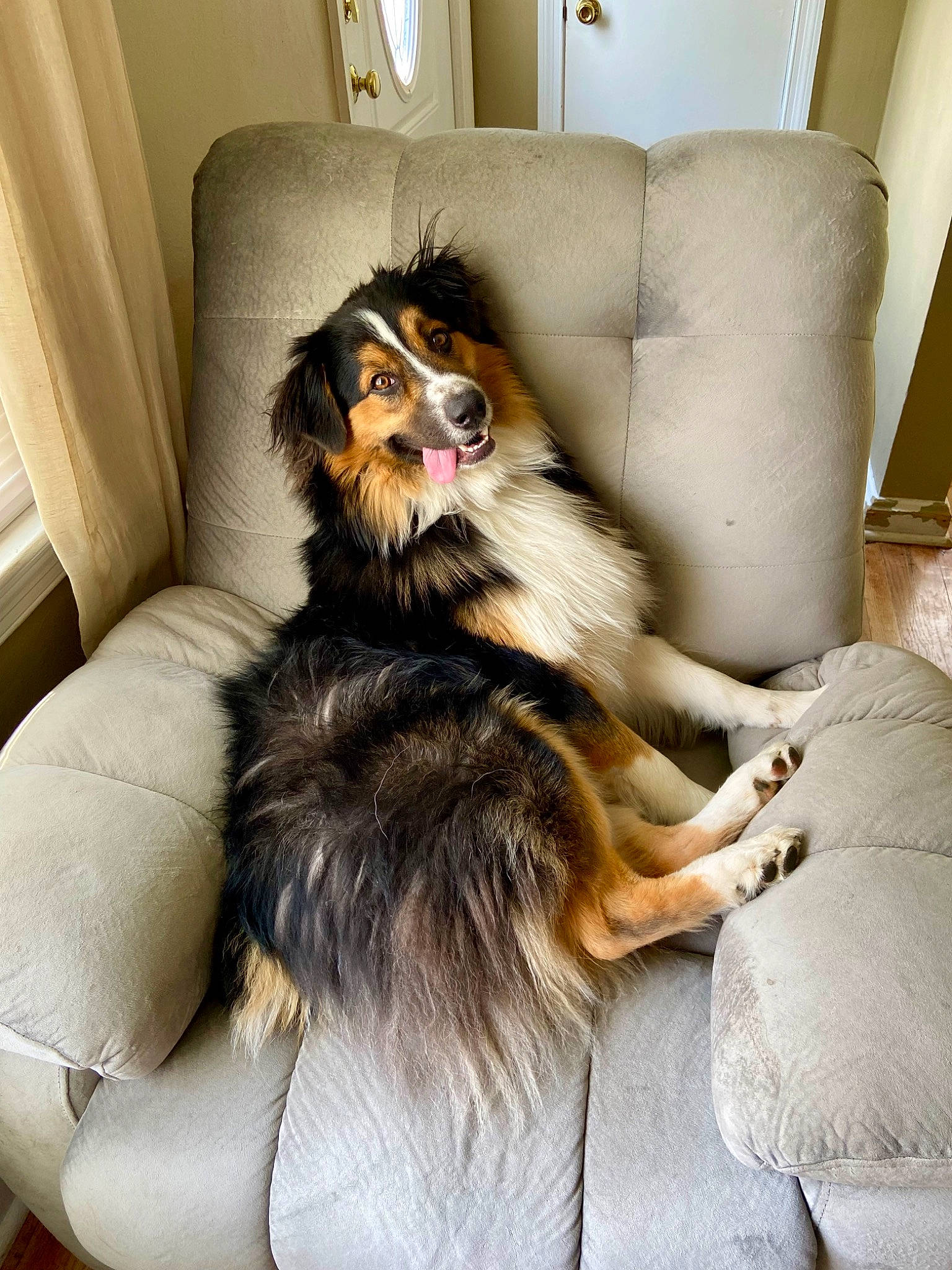 Finley is registered to the contest to win money with this photo: canidae, carnivore, comfort, companion_dog, couch, dog, dog_breed, fawn, flooring, fur, interior_design, living_room, picture_frame, room, sitting, sporting_group, working_dog