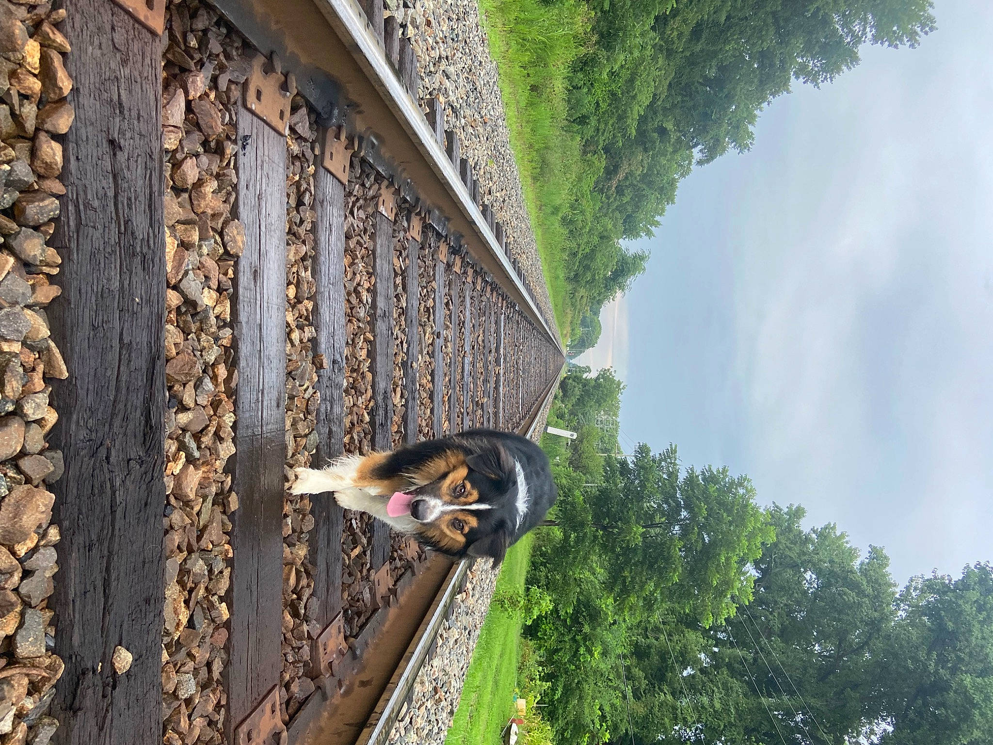 Finley joined the competition — help win amazing prizes! adventure, bridge, cloud, daytime, facade, grass, house, landscape, leisure, nature, plant, reflection, rolling, sky, track, tree, trunk, wheel, wildlife, wood