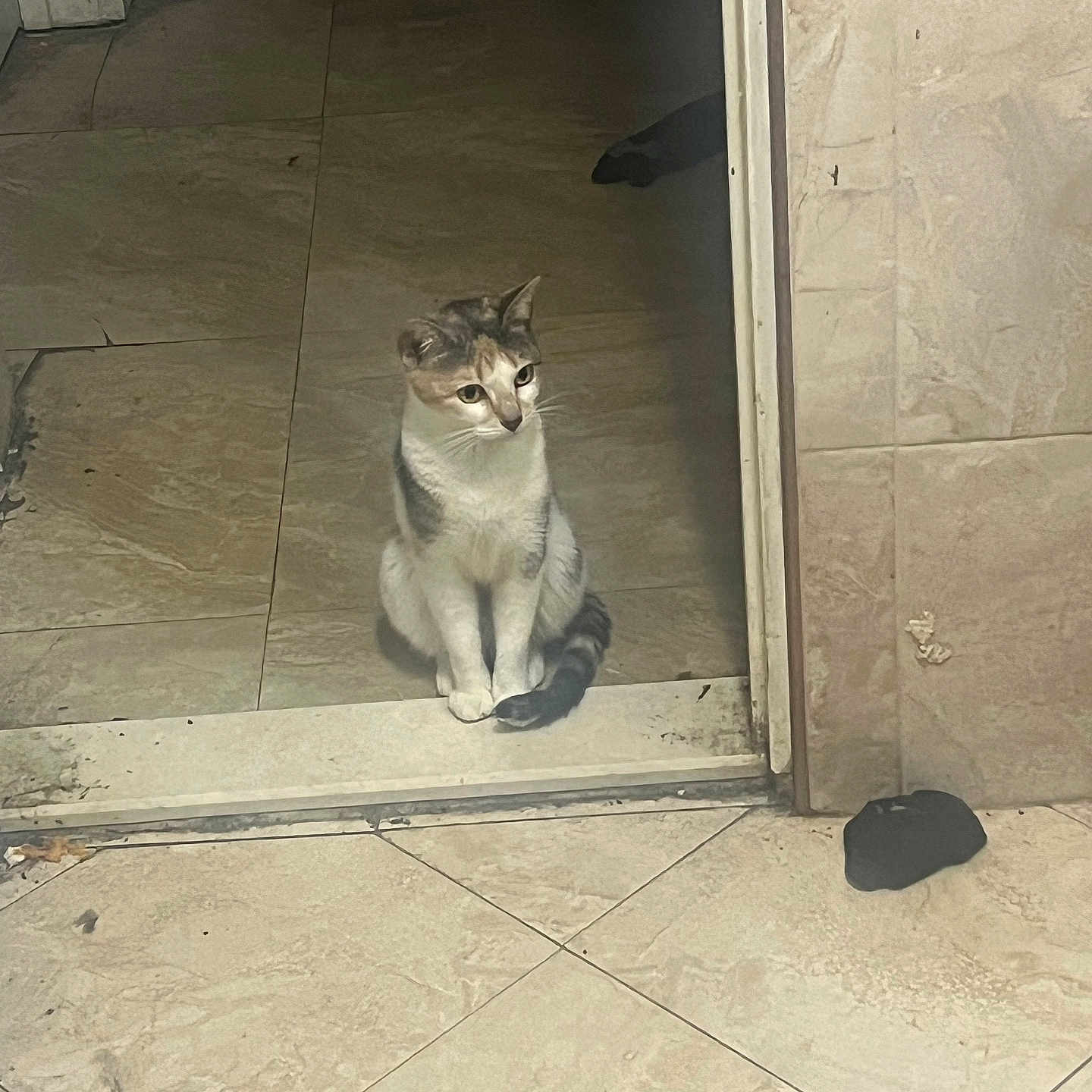 Lexi Renee joined the competition — help win amazing prizes! abyssinian, animal, architecture, building, cat, city, door, flagstone, indoors, kitten, manx, outdoors, path, pet, road, shelter, siamese, slate, tile, walkway