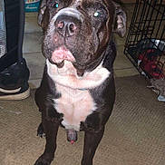 Stitch is registered to the contest to win money with this photo: animal, baby_bottle, black_and_white, cabinet, canine, carpet, clutter, crate, diapers, dog, ears, flash, floor, fur, glowing_eyes, indoor, mouth, nose, pet, shoe